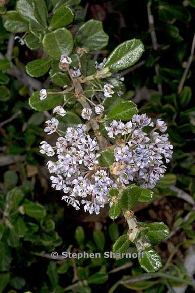 ceanothus maritimus 3 graphic